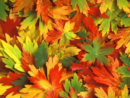 Цветотип Осень